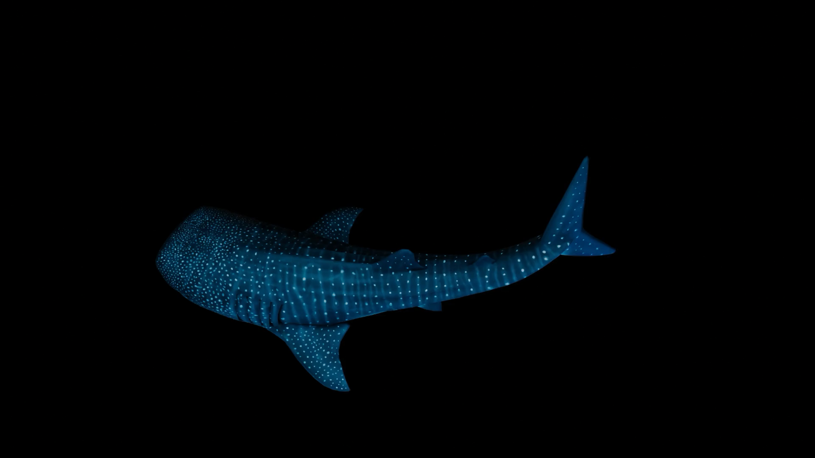 Whale shark